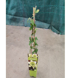 Clematis 'Kohana' RP 1,6 L